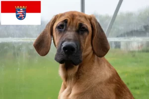 Lee más sobre el artículo Criadores de Broholmer y cachorros en Hessen