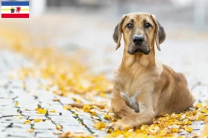 Lee más sobre el artículo Criadores de Broholmer y cachorros en Mecklemburgo-Pomerania Occidental