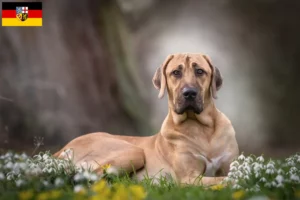 Lee más sobre el artículo Criadores de Broholmer y cachorros en Sarre