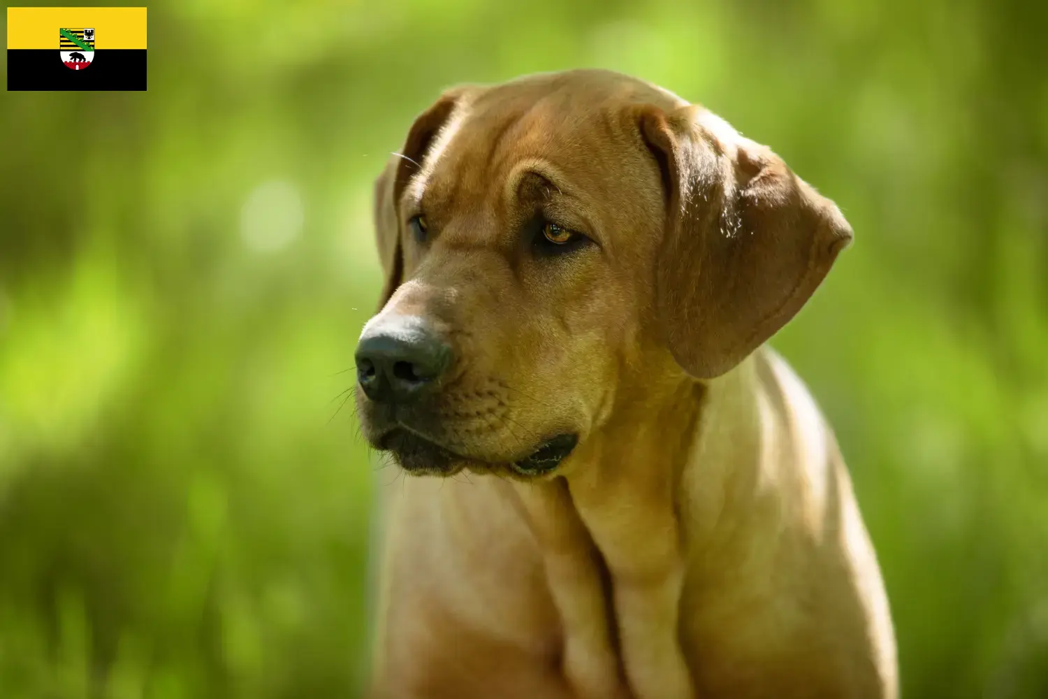 Lee más sobre el artículo Criadores de Broholmer y cachorros en Sajonia-Anhalt