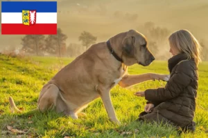 Lee más sobre el artículo Criadores de Broholmer y cachorros en Schleswig-Holstein