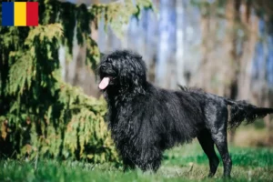 Lee más sobre el artículo Cão de Agua português criadores y cachorros en Rumania