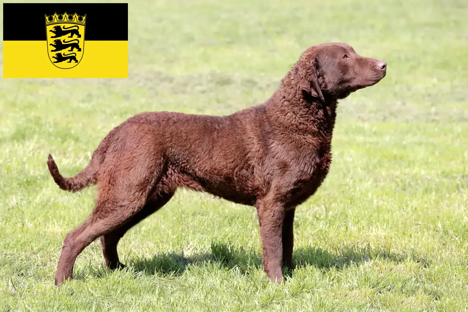 Lee más sobre el artículo Criadores de Chesapeake Bay Retriever y cachorros en Baden-Württemberg