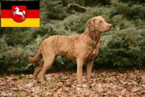 Lee más sobre el artículo Criadores de Chesapeake Bay Retriever y cachorros en Baja Sajonia