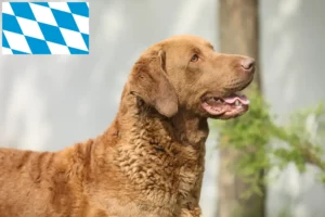 Lee más sobre el artículo Criadores de Chesapeake Bay Retriever y cachorros en Baviera