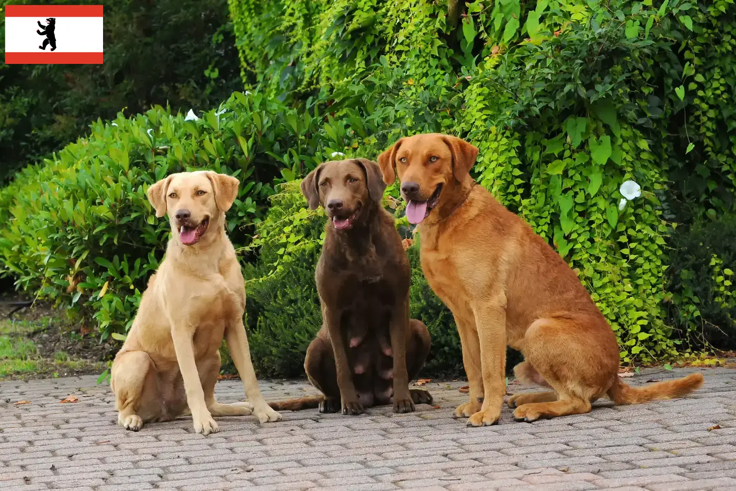 Lee más sobre el artículo Criadores de Chesapeake Bay Retriever y cachorros en Berlín