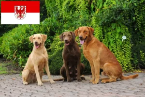 Lee más sobre el artículo Criadores de Chesapeake Bay Retriever y cachorros en Brandenburgo