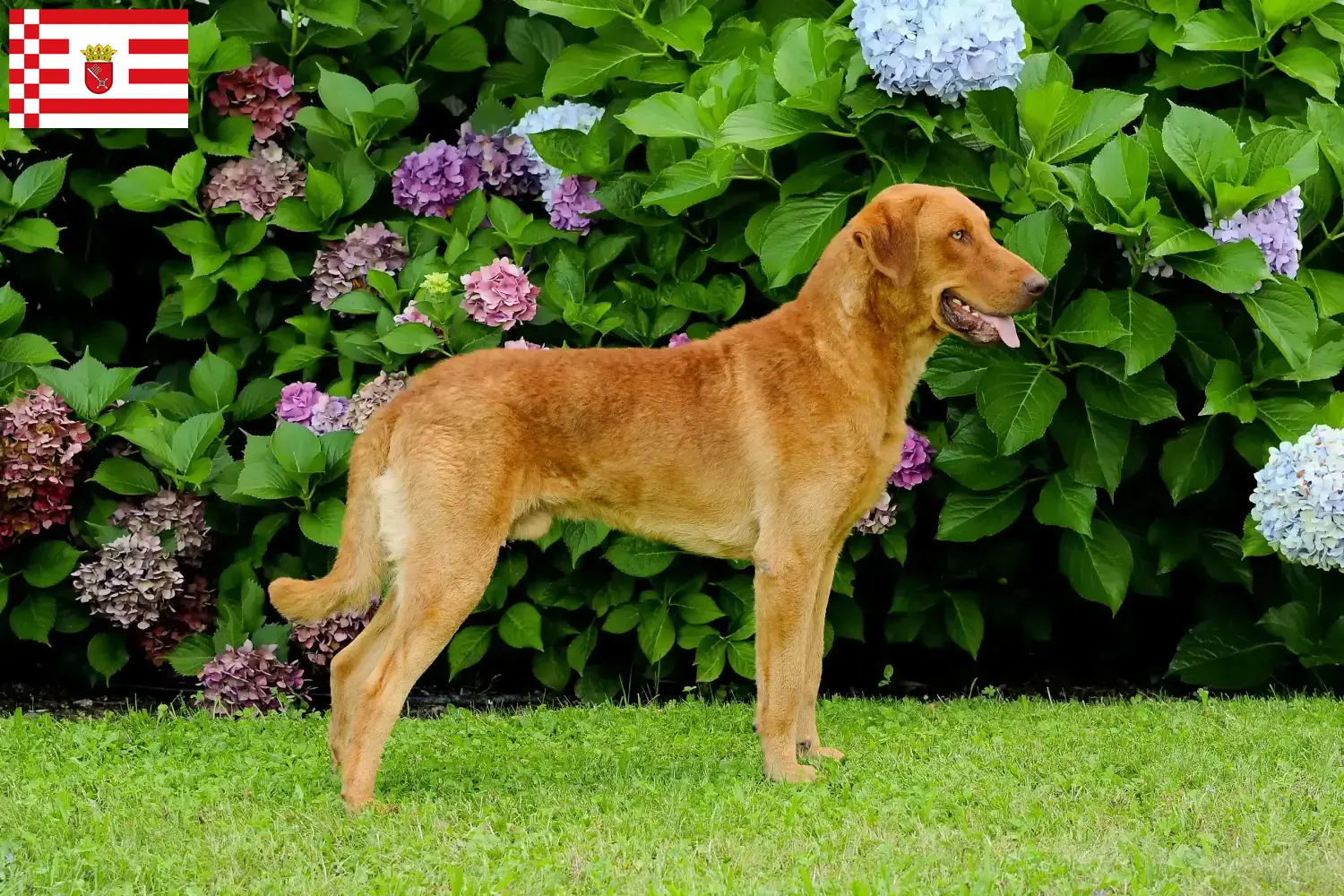 Lee más sobre el artículo Criadores de Chesapeake Bay Retriever y cachorros en Bremen