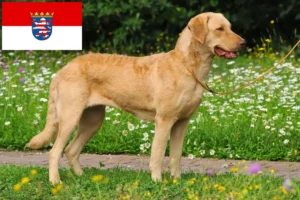 Lee más sobre el artículo Criadores de Chesapeake Bay Retriever y cachorros en Hessen