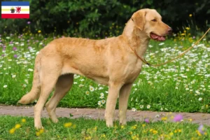 Lee más sobre el artículo Criadores de Chesapeake Bay Retriever y cachorros en Mecklemburgo-Pomerania Occidental