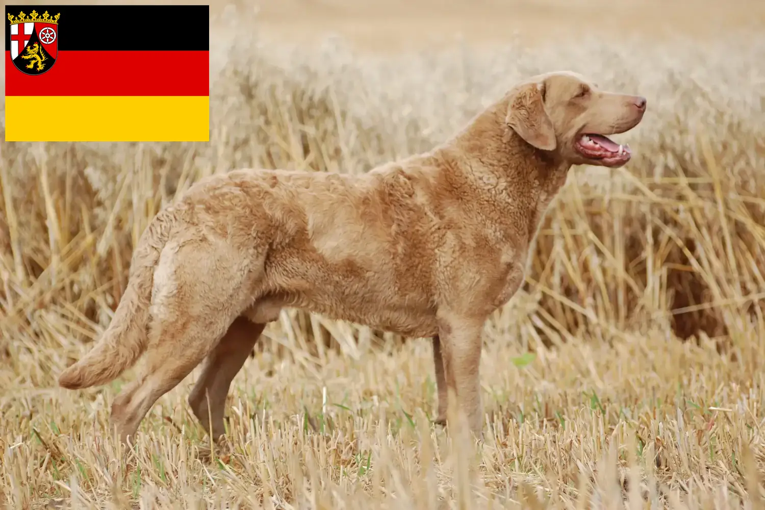 Lee más sobre el artículo Criadores de Chesapeake Bay Retriever y cachorros en Renania-Palatinado