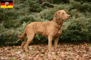 Lee más sobre el artículo Criadores de Chesapeake Bay Retriever y cachorros en Sarre