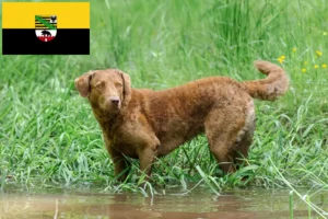 Lee más sobre el artículo Criadores de Chesapeake Bay Retriever y cachorros en Sajonia-Anhalt