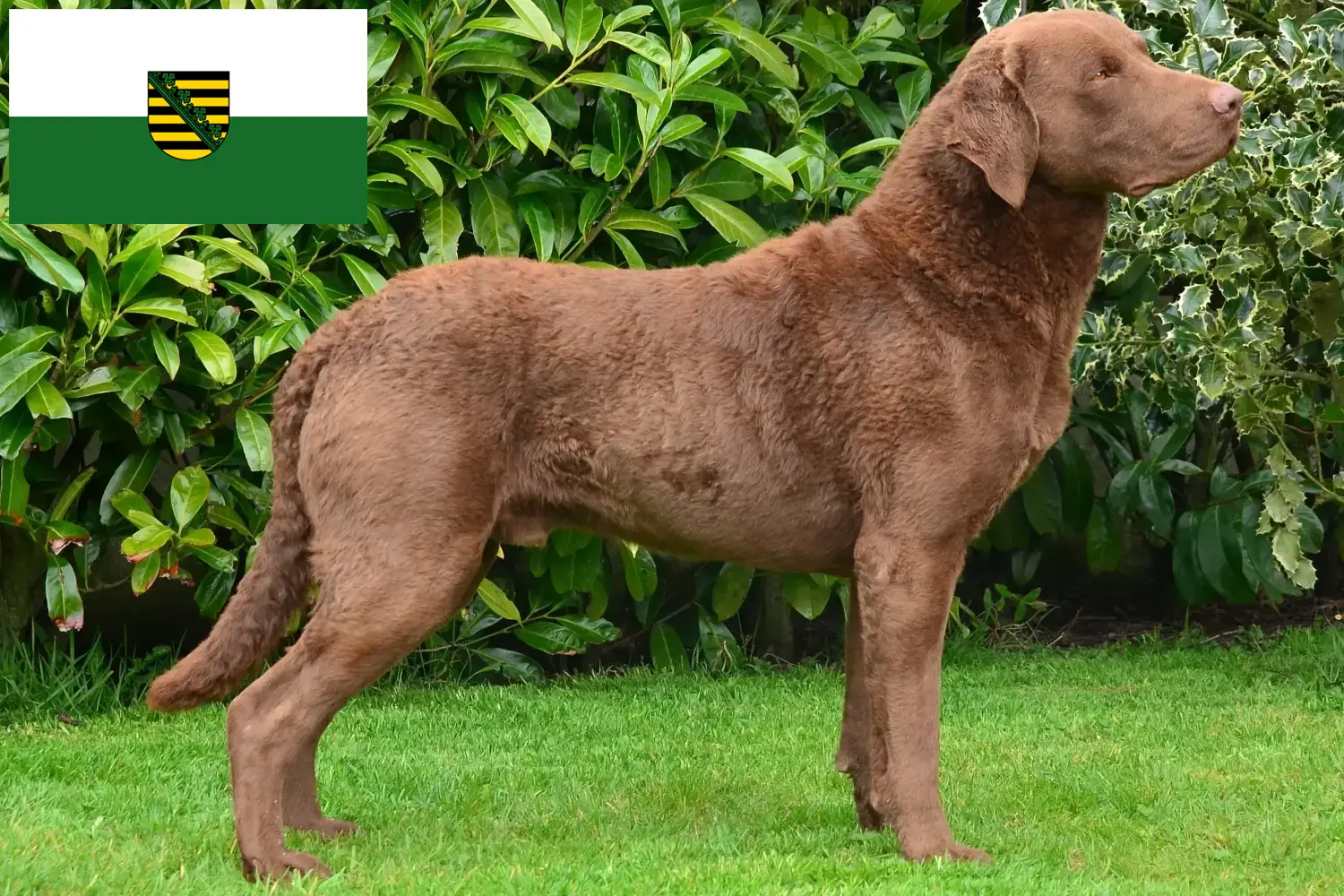 Lee más sobre el artículo Criadores de Chesapeake Bay Retriever y cachorros en Sajonia