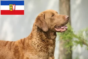 Lee más sobre el artículo Criadores de Chesapeake Bay Retriever y cachorros en Schleswig-Holstein