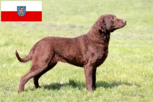 Lee más sobre el artículo Criadores de Chesapeake Bay Retriever y cachorros en Turingia