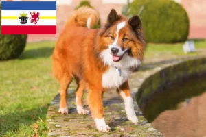 Lee más sobre el artículo Criadores de Elo y cachorros en Mecklemburgo-Pomerania Occidental