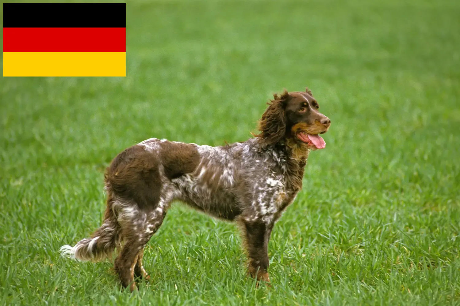 Lee más sobre el artículo Épagneul Picard criadores y cachorros en Alemania