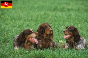 Lee más sobre el artículo Criadores y cachorros de Épagneul Picard en Baja Sajonia