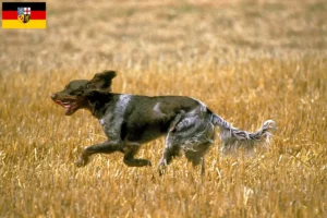 Lee más sobre el artículo Criadores de Épagneul Picard y cachorros en Sarre