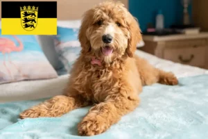 Lee más sobre el artículo Criadores de Goldendoodle y cachorros en Baden-Württemberg