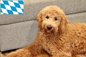 Lee más sobre el artículo Criadores y cachorros de Goldendoodle en Baviera