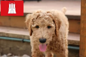 Lee más sobre el artículo Criadores de Goldendoodle y cachorros en Hamburgo