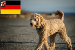 Lee más sobre el artículo Criadores y cachorros de Goldendoodle en Renania-Palatinado