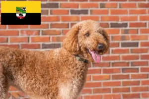 Lee más sobre el artículo Criadores y cachorros de Goldendoodle en Sajonia-Anhalt