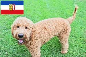 Lee más sobre el artículo Criadores de Goldendoodle y cachorros en Schleswig-Holstein