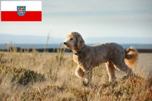 Lee más sobre el artículo Criadores de Goldendoodle y cachorros en Turingia