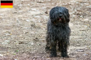 Lee más sobre el artículo Gos d’Atura Catalá criadores y cachorros en Alemania