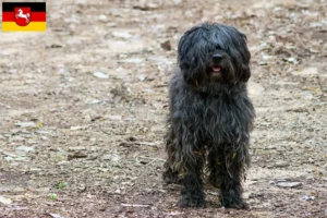 Lee más sobre el artículo Gos d’Atura Catalá criadores y cachorros en Baja Sajonia