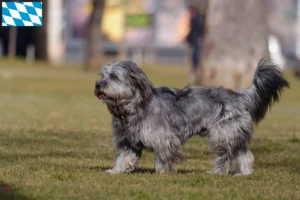 Lee más sobre el artículo Gos d’Atura Catalá criadores y cachorros en Baviera