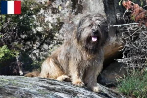 Lee más sobre el artículo Gos d’Atura Catalá criadores y cachorros en Francia