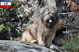 Lee más sobre el artículo Gos d’Atura Catalá criadores y cachorros en Mecklemburgo-Pomerania Occidental