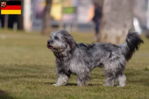 Lee más sobre el artículo Gos d’Atura Catalá criadores y cachorros en Renania-Palatinado