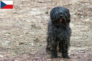 Lee más sobre el artículo Gos d’Atura Catalá criadores y cachorros en la República Checa