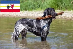 Lee más sobre el artículo Gran criador de Münsterländer y cachorros en Mecklemburgo-Pomerania Occidental