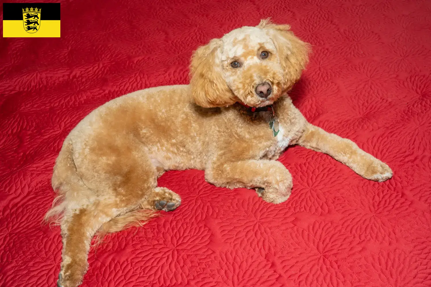 Lee más sobre el artículo Criadores de Labradoodle australiano y cachorros en Baden-Wurtemberg