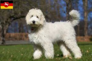 Lee más sobre el artículo Criadores de Labradoodle australiano y cachorros en Baja Sajonia