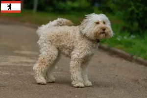 Lee más sobre el artículo Criadores de Labradoodle australiano y cachorros en Berlín