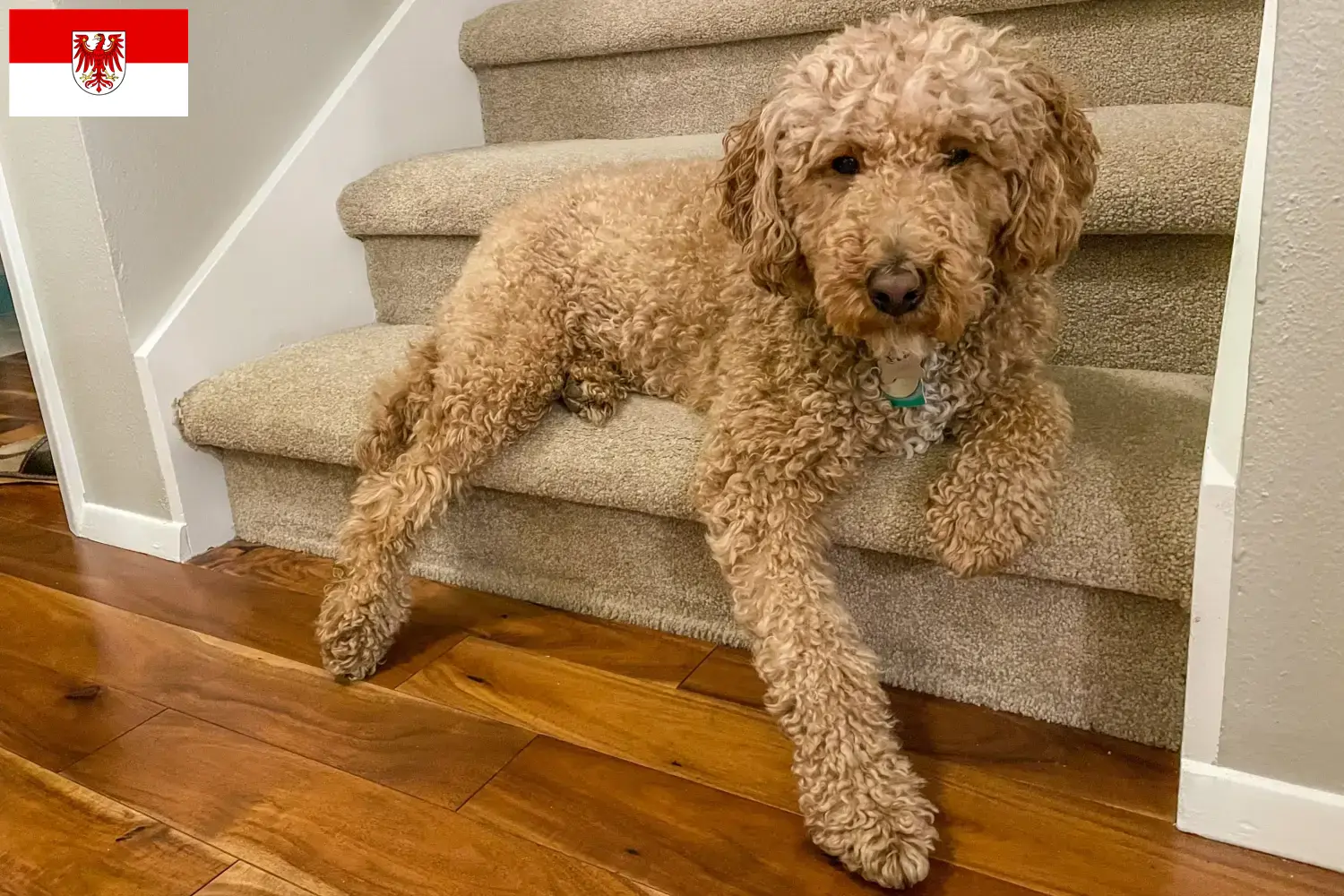 Lee más sobre el artículo Criadores de Labradoodle australiano y cachorros en Brandenburgo