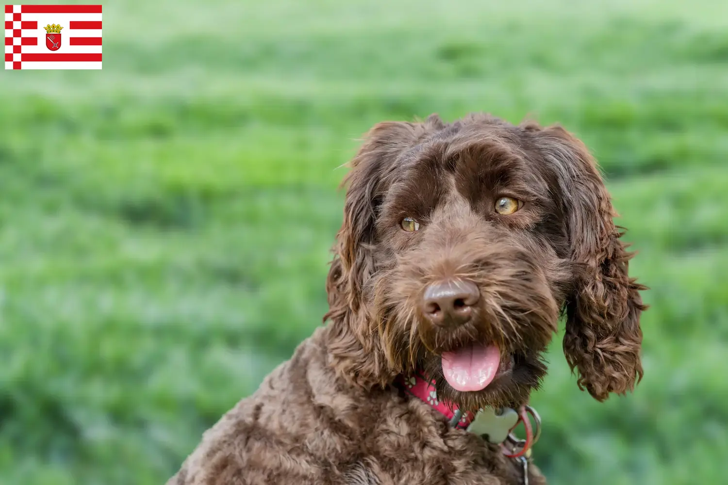 Lee más sobre el artículo Criador de Labradoodle australiano y cachorros en Bremen