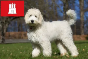 Lee más sobre el artículo Criadores de Labradoodle australiano y cachorros en Hamburgo