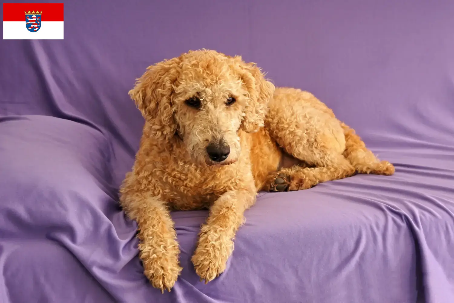 Lee más sobre el artículo Criadores de Labradoodle australiano y cachorros en Hesse