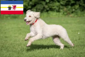 Lee más sobre el artículo Criadores de Labradoodle australiano y cachorros en Mecklemburgo-Pomerania Occidental