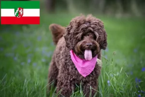 Lee más sobre el artículo Criadores de Labradoodle australiano y cachorros en Renania del Norte-Westfalia