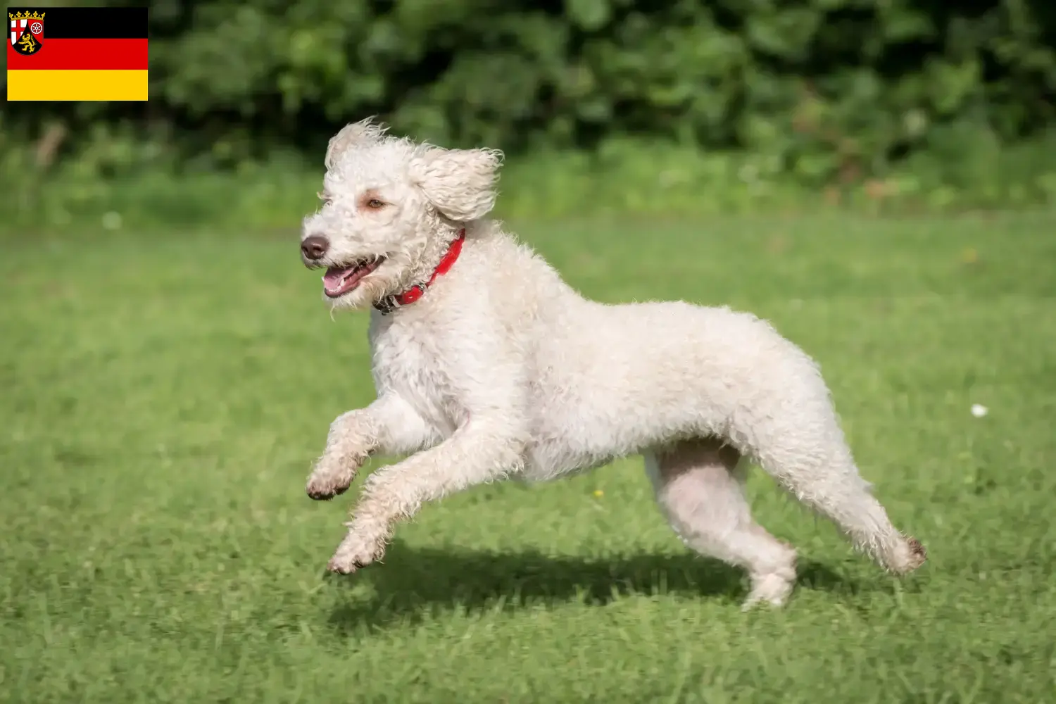 Lee más sobre el artículo Criadores de Labradoodle australiano y cachorros en Renania-Palatinado