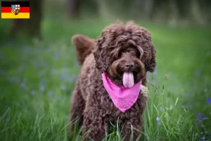 Lee más sobre el artículo Criadores de Labradoodle australiano y cachorros en Sarre